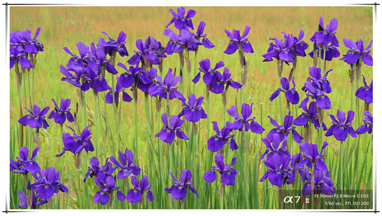 X1RM2 报价:15000元! 全新行货!单机 rx1r2-ZO